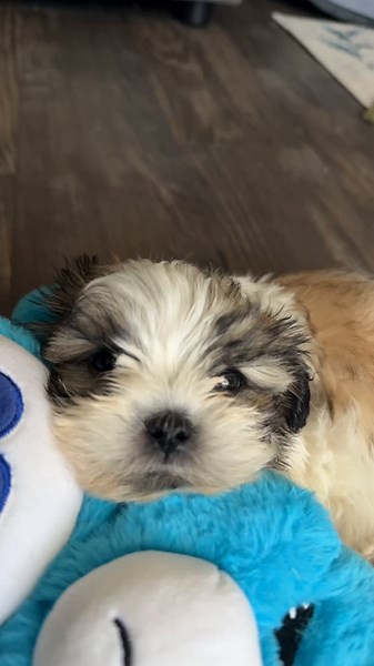 Ruby (@rubyryder)’s videos with I was born a dog - Rott_n_chugs