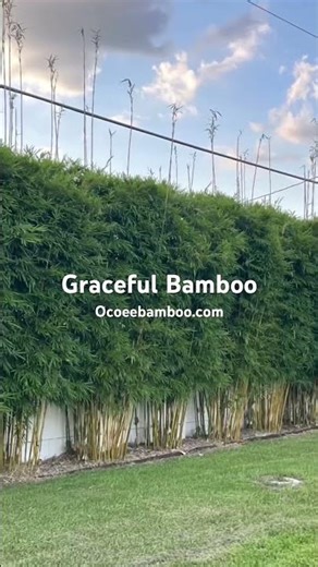 Weaver Bamboo Privacy Plants | Clumping Bamboo Graceful Bamboo | Fast Growing Non Invasive Privacy
