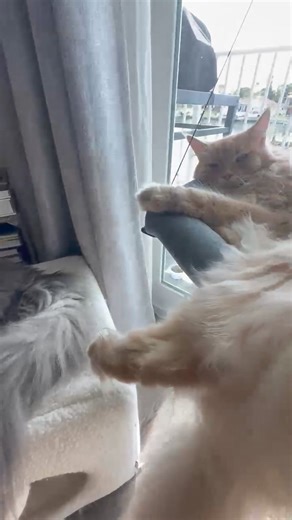 64K views · 7.6K reactions | Chillin at home.  | Fisher The Maine Coon | Facebook
