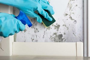 7 Best Mold Removers of 2026