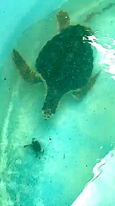 91K views · 1.2K reactions | Tater & Tot enjoying some enrichment...