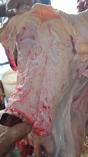 3.3K views · 11 reactions | Ox Orginal Meat Cutting #reels #beef #trending #meatloaf #narailstories #fbreels #viralreels #reelsfb | Fresh Meat Cutting | Facebook