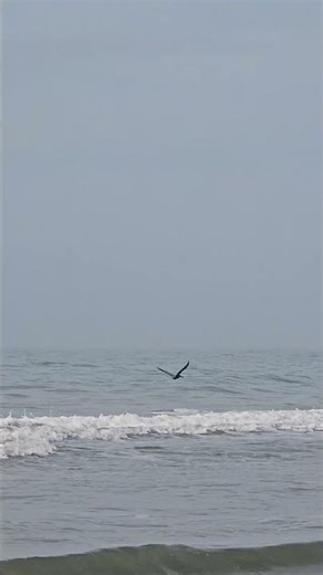 Pelican Flying over Ocean