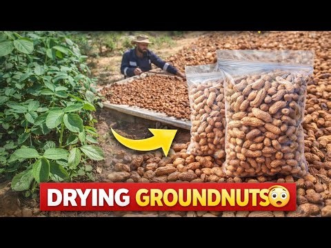 How We Cook & Preserve Groundnuts (Peanuts) | Traditional African Food & Sun Drying Method 🥜