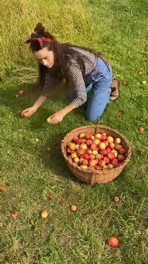 🍎 apple pressing (and another harvesting method 😂)🍎 lots of you asked what I was going to do with the apples I harvested with Lizzy the donkey. Well, every year we try to make enough juice to last us through the winter. We’ve been using this manual press for years. The Discovery apple is the first to turn pink in the early autumn, and when it does we dust off the old press and get to work 💪 #applepress #homesteadlife #seasonalliving #preservingtheharvest #harvesttime | Nourish Hq