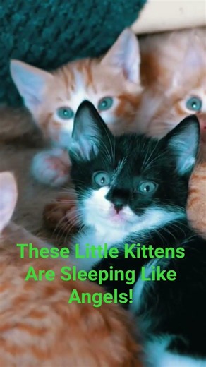Little Kittens Sleeping Peacefully Together 😻💤
