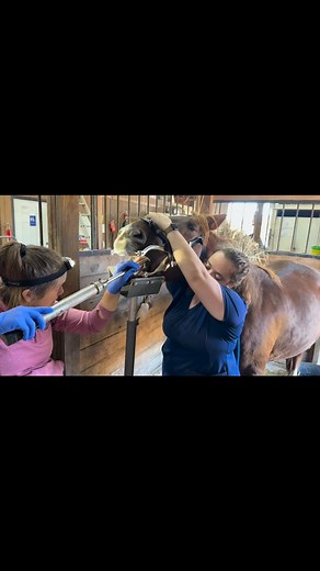 Equine Vet Care Day 🐴🦷 Today was a busy (and costly!) day filled with booster vaccines, dental work, and plenty of patient noses to pat. Our mini donkeys and several of our horses had their teeth floated, even sweet Dulce, our oldest and mostly toothless mini donkey, had work done to keep her mouth as comfortable as possible. It was a long day of care, but so worth it to keep everyone healthy and happy! 💕 Thank you, Dr Cathy of @hearthorsevet ! #vetcare #dental #sanctuary #rescue | The Blind 