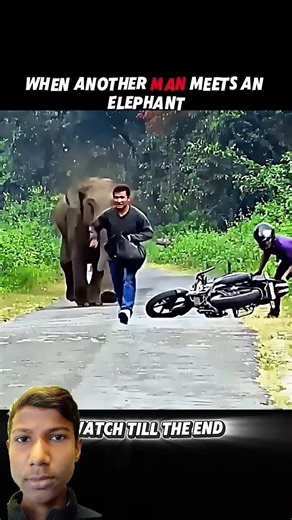 Everyone Runs from the Elephant... Except This Man! #trending #animals #wildlife #elephant #shorts