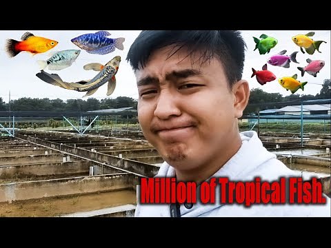 How they breed Millions of Tropical Fish.
