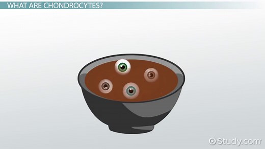 Chondrocytes | Definition, Structure & Functions
