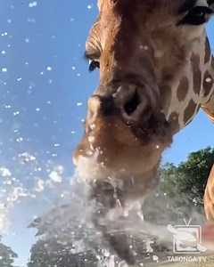 Here's some slow-mow giraffe🦒drinking action for your Wednesday afternoon. Did you know that these guys tongues can grow to an impressive length of 45 - 50cm?! Enjoy this video? Check out https://taronga.org.au/taronga-tv for more incredible content and amusing #animalantics #tarongatv #forthewild | Taronga Zoo Sydney