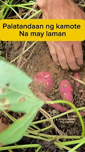 773K views · 10K reactions | Ano ang palatandaan ng kamote kung may laman na? #sweetpotato #farmingtips #farmingtutorial #farmingideas | Solomon Pagunsan | Facebook