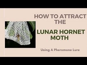 Attracting moths, A beginners guide on how to use a pheromone lure.