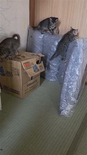 bébé chaton très mignon 😆