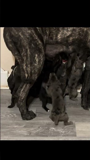Almost Got It!!! 😂 LabraDane Mastiff Puppies Trying to Get Their Mothers Milk. #Puppies #FurBabies