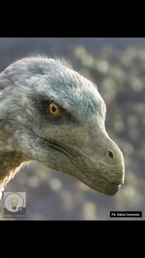 UN VISTAZO A COMO PUDO SER EL VELOCIRAPTOR🧐 #supervivencia #documental #vidasalvaje #mundoanimal #Impresionante #ciclo #vida #dinosaurio | Datos Curiosos