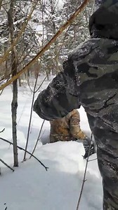 98 reactions · 3 comments | Winter is arriving in Northeast China where the snow easily gets knee deep 略 This makes it difficult for rangers from Jilin Huangnihe National Nature Reserve to walk while on patrol. This team walked more than 800km while on patrol last year, making the area safer for wildlife such as tigers.  ©Jilin Huangnihe National Nature Reserve / WWF | WWF Tigers | Facebook
