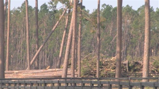 Georgia opens applications for $531M Hurricane Helene farm relief | Haystack News