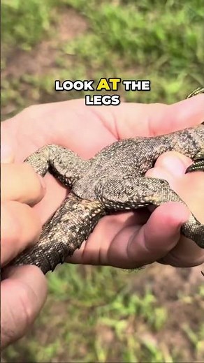 How to Tell If Your Iguana Is Male or Female