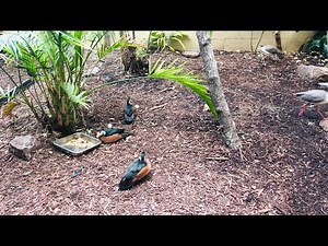 African Pygmy Geese/Smallest goose in the world!