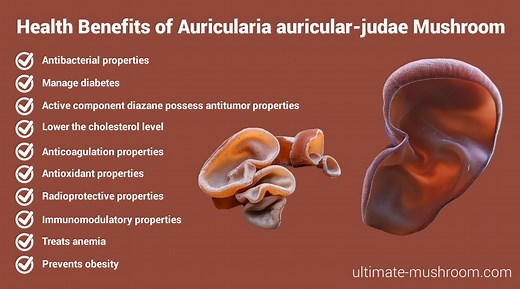 Auricularia auricula-judae