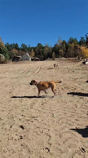 Tuesdays fall fun Puff & Fluff Pet Service, LLC We have a few openings for our neighborhood walks & our adventure hikes reach out today! Puffandfluffpets@gmail.com | Puff & Fluff Pet Service, LLC