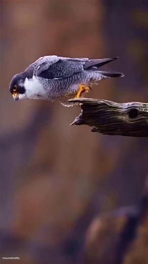 9.6K views · 229 reactions | Peregrine Falcon: The Fastest Animal on Earth 礪 #peregrinefalcon #animalfacts | Animal World | Facebook