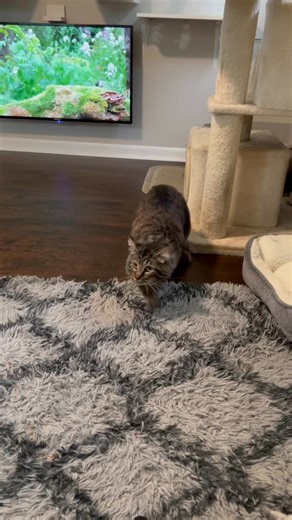 13K views · 1.6K reactions | It’s time for a Lieutenant Dan update! This sweet boy who defied the odds and is walking again is thriving in his foster home. While he is not 100%, he is getting stronger every day. He loves being petted, lounging in the cat tree, and socializing with the other cats. He deserved the chance we gave him and we could not be happier. His life mattered. #ShrimpBoatCaptain www.proverbs1210rescue.org | Proverbs 12:10 Animal Rescue | Facebook