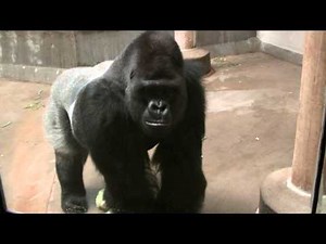 Gorilla Growling