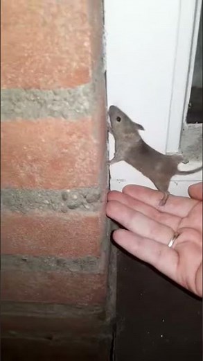 Muis loopt recht tegen muur op