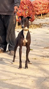💪 Unleashed Power! ⚡️ Witness the peak of canine physical conditioning. This Greyhound exhibits the ideal structure and muscle definition of an elite athlete. It’s a masterclass in breed conformation. 💎 #ProHoundsWorld #Greyhound #Sighthound #MuscleDefinition #DogConformation #EliteDog | Pro Hounds World