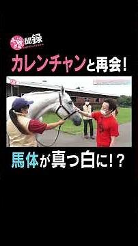 Reunited with the pure white Karen-chan! #Kenmonroku #Now streaming on netkeiba #KenichiIkezoe #K...