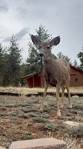 13K views · 593 reactions | Four pregnant mule deer in my yard this evening. Can’t wait to see their littles! #deer #muledeer #muley #colorado #wildlife #reelsfacebook #foryoupagereels #nature #animallover #mountainlife | Colorado Wild Photography | Facebook