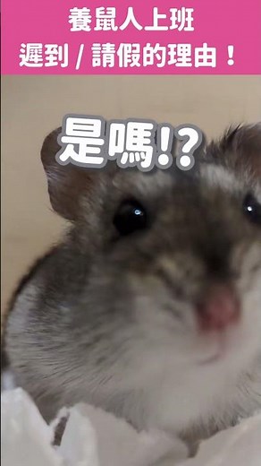 【愛鼠短片】上班遲到的理由！鼠奴的真實心聲... #三線鼠 #hamster #pets #寵物鼠