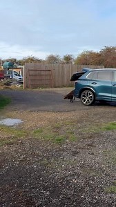 LOOOOLLLLAAA GRAND ENTRANCES!! Fun fact: Lola actually invented the grand entrance way back in 2023 (might have even been 2022, can’t remember haha!) We love her sooooo much 💕🐾💦🇬🇧 | Canine Dip and Dive Maldon