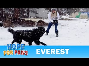 We traveled far to make this homeless Newfoundland happy. He is about to pay it forward. #rescue