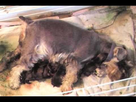 Whelping Puppies: How to Midwife Dog Whelping