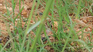 4.2K views · 50 reactions | The puff adder is a venomous viper species found in savanna, rocky terrains and grasslands of the African Bush Kingdom #life #reels #video #trend #reelsfb #amazing #viral #wild #safari #nature #wildlife #episode #epic | African Bush Kingdom | Facebook