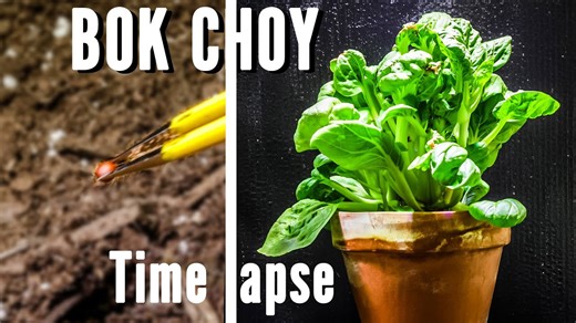 Growing bok choy from seed in 40-day time lapse