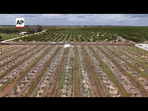 Florida's orange groves may soon be no more