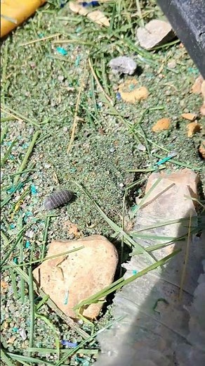 The amazing Pill bug! or Roly-poly or Armadillidium vulgare! #isopod #biology see below for more!