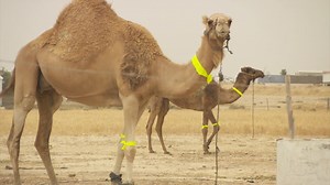 Bedouin Camels Wear Glowing Bands to Cut Down on Crashes