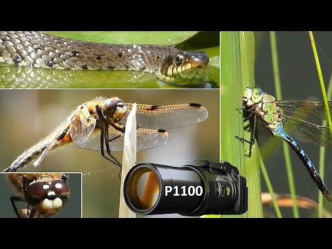 NIKON COOLPIX P1100 - HUNTING DRAGONFLIES AND SNAKES - getting real close to nature