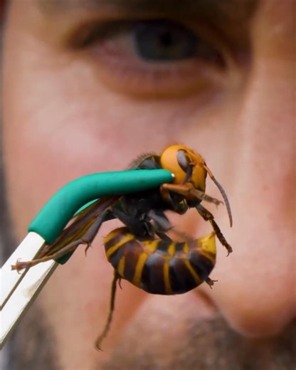 STUNG by a MURDER Hornet! | Coyote Peterson