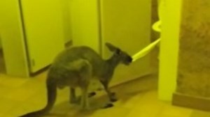 Brit stumbles on two baby kangaroos in the men's toilet