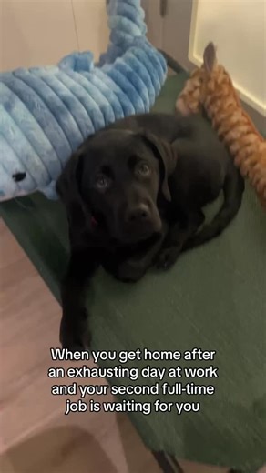 Draco The Black Lab | What’s your dog’s first request when you get home? 👀 . . . . . . . #labrador #puppy #englishlab #labsofinstagram #blacklab #blacklabrador... | Instagram