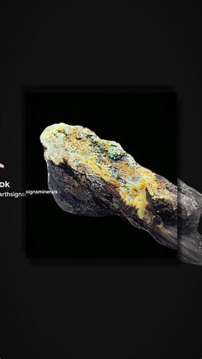 From the Pleistocene era, ancient organic texture meets metallic brilliance in this rare fossil-mineral hybrid. The detailed grain of fossilized wood lays the perfect base for rainbow marcasite, shimmering like rays of sunlight trapped in time. Inside the stone, hides radiant sulphur, a suspected surprise confirmed during testing. This piece is a true geological paradox—ancient wood reborn in shimmering mineral form. Highlights Distinct marcasite crystalization along fossil channels Superb prese