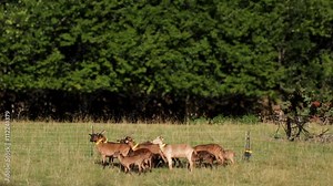 Small herd of goats in the fenced, grouped to protect, in the light of sunset in the Pyrenees of Catalonia (SPAIN).