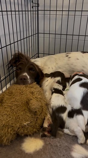Joy, trust, and tiny paws 🐾 these playful pups are ready to bring love into your life! Raised with care and cuddles, they’re looking for forever homes where they’ll be cherished. If you’re in the USA or Australia, we’re happy to help match you with your perfect companion. Let’s make tails wag from coast to coast! puppy adoption, ethical rehoming, family-friendly pets, USA puppy rescue, Australia dog rescue, forever home, child-safe puppies, playful pups, loving companions, adopt don’t shop adop