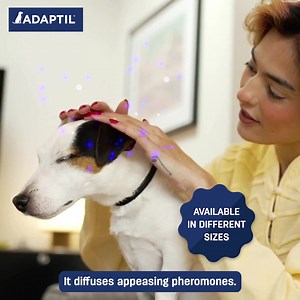 Adaptil Calm Collar helps dogs maintain their calmness in the face of stress. Perfect for your anxious doggo | ADAPTIL